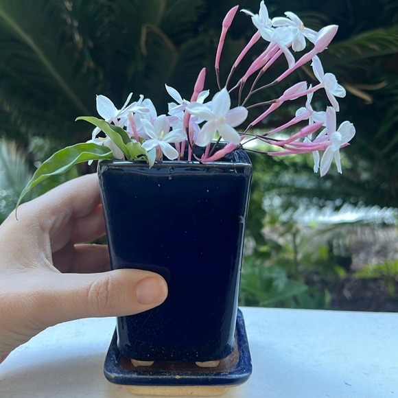 Vintage Glazed Ceramic Pot with Saucer - Picture 12 of 16